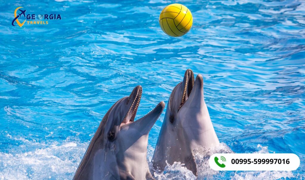 أكواريوم باتومي 