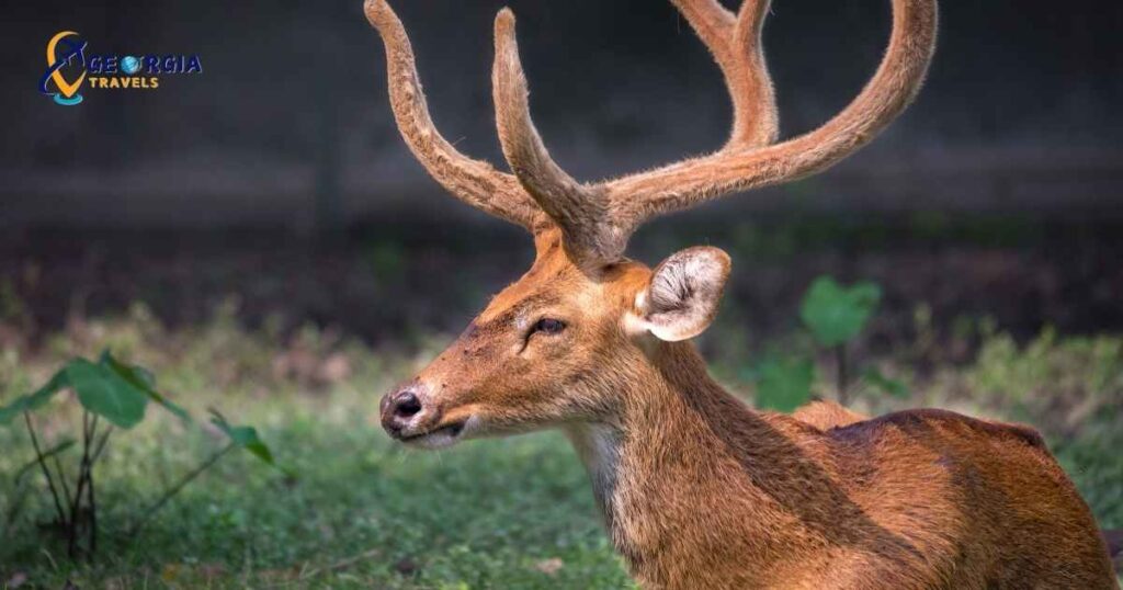 الحياة البرية بجورجيا