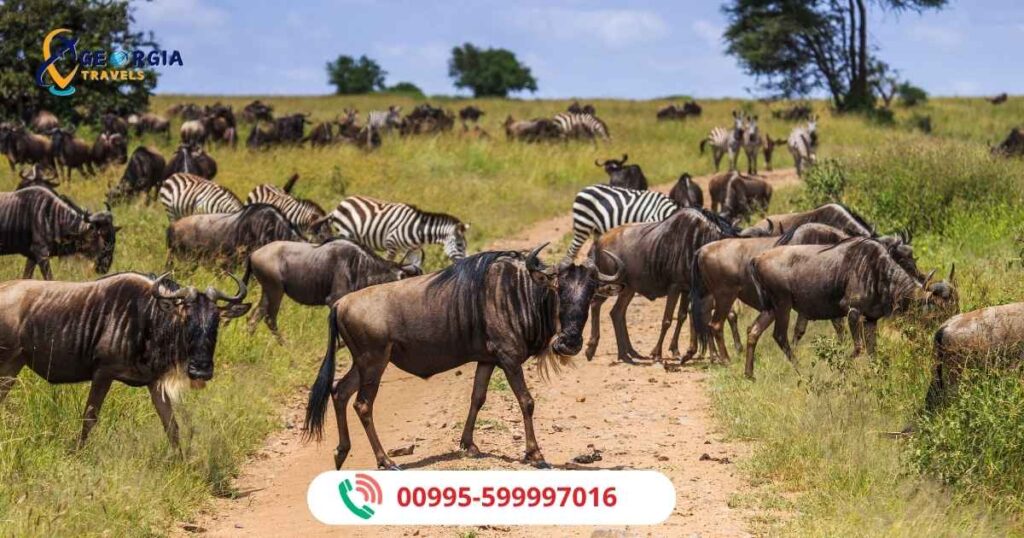 الحياة البرية في جورجيا