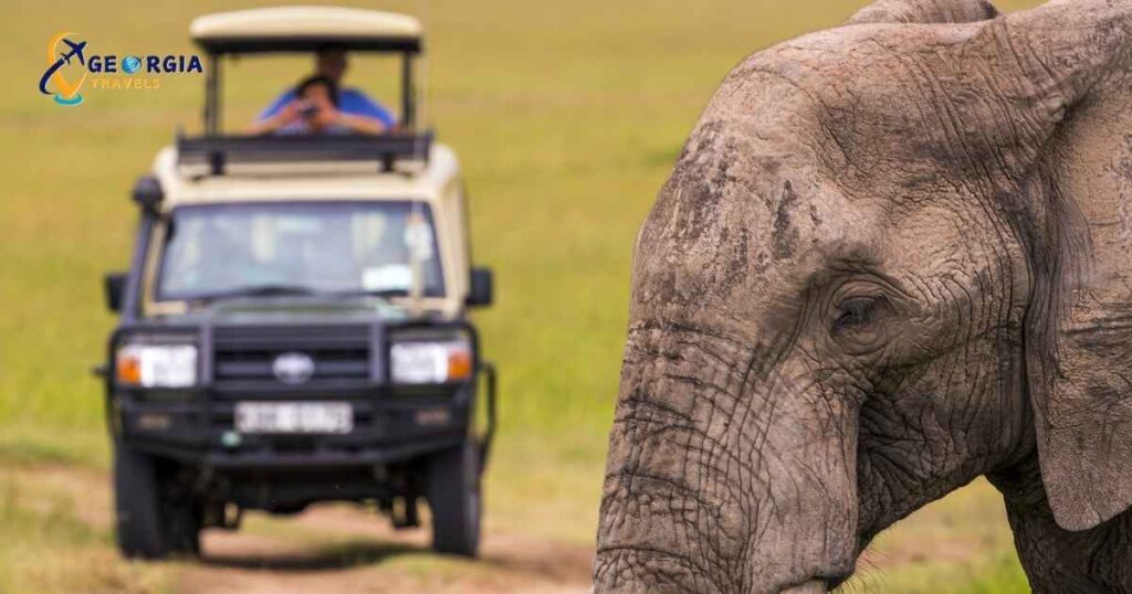 الحياة البرية في جورجيا